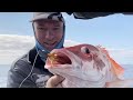 Chasing Large Mouth Nannygai on soft plastic prawns at the Great Barrier Reef off Airlie Beach 🦐🦐👍