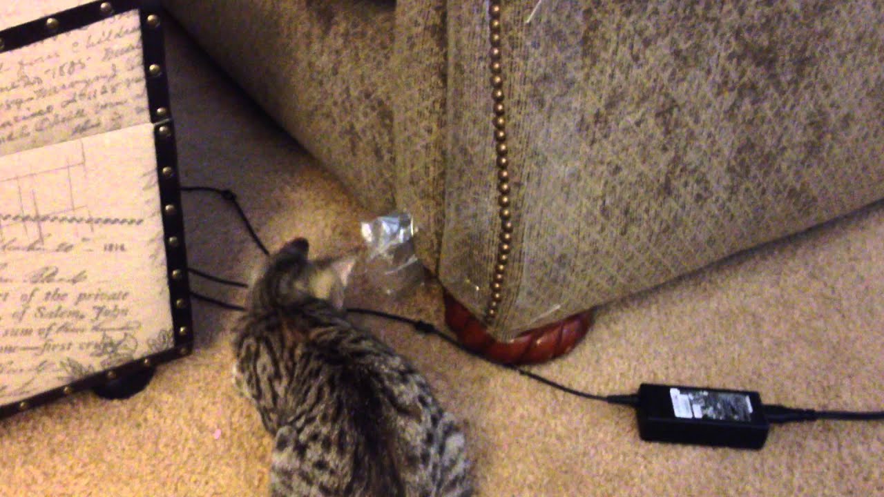 sticky paws tape for cats