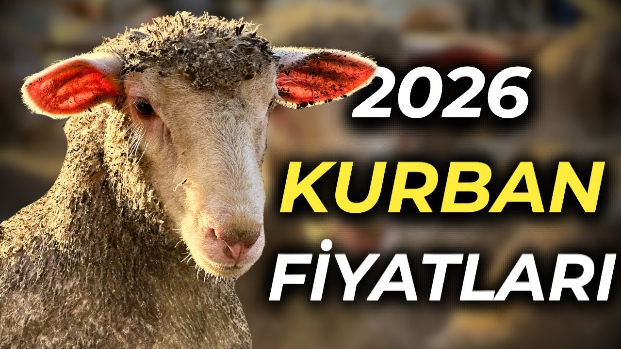 2026 Kurbanlık Kuzu Fiyatları | Kuzu Fiyatları Düşüyor mu ?