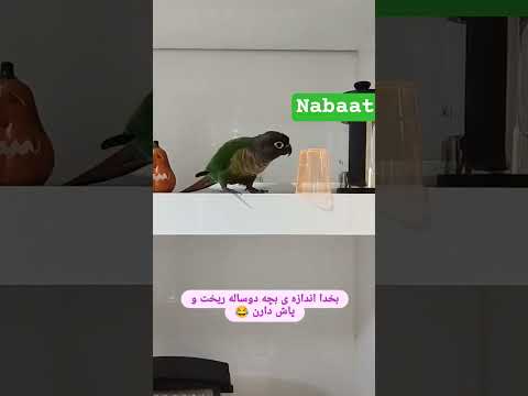 به کجا پناه ببرم از دستش  ترکمتر  تورکیا ترند کلیک لایک 