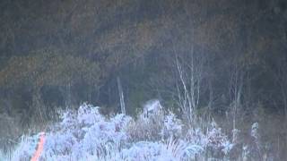 270 Yard 30-06 Georgia Deer Kill