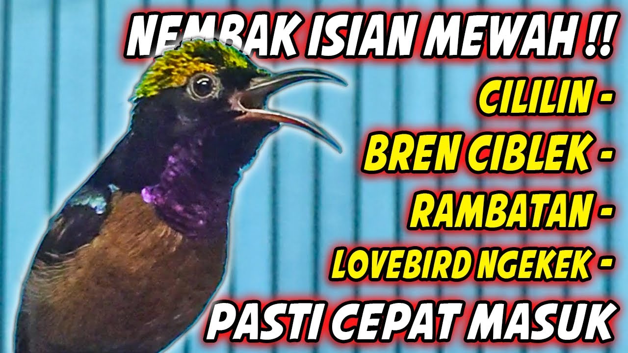 MASTERAN KOLIBRI NINJA GACOR FULL ISIAN TONJOLAN MEWAH !! PANCINGAN KONIN BONGKAR ISIAN SULTAN