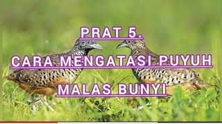 mengatasi puyuh pikatan malas bunyi. pemikat lombok. Prat 5.