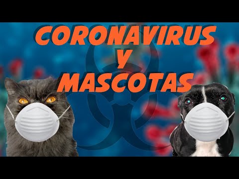 Coronavirus y Mascotas ☣🐶🐱 | ¿Les afecta? 🤔