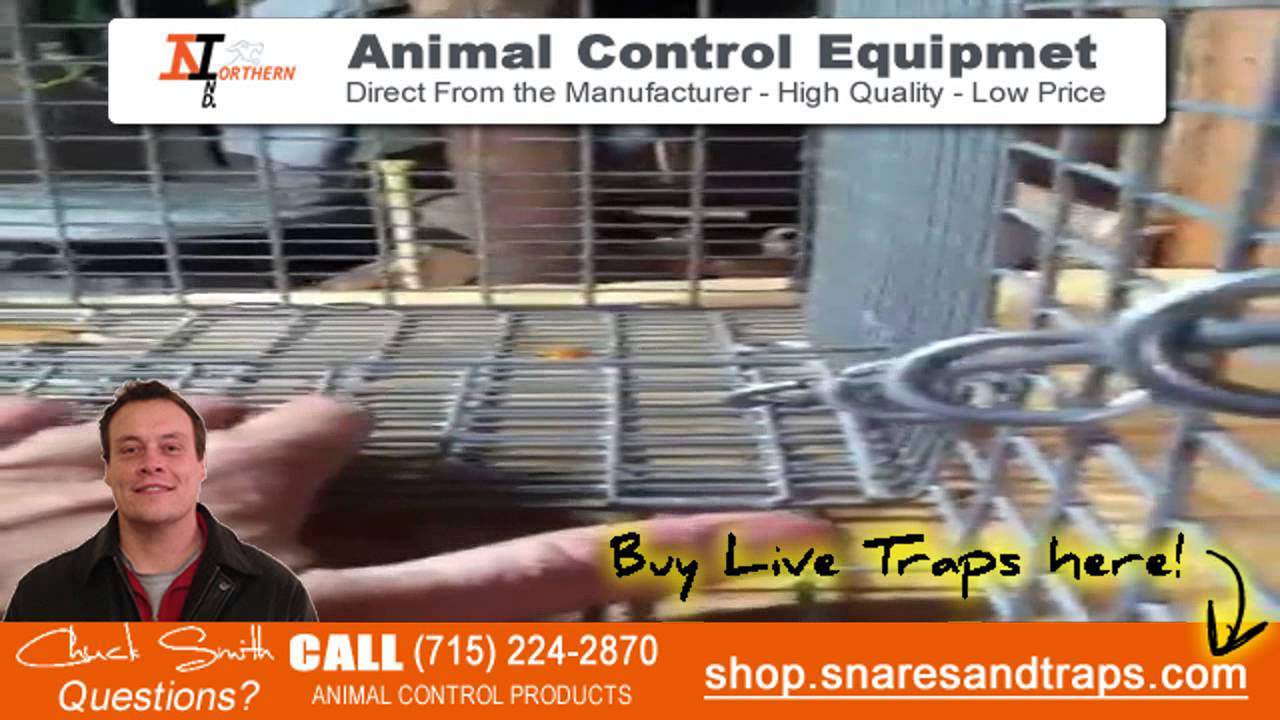How to catch opossums Live Traps YouTube
