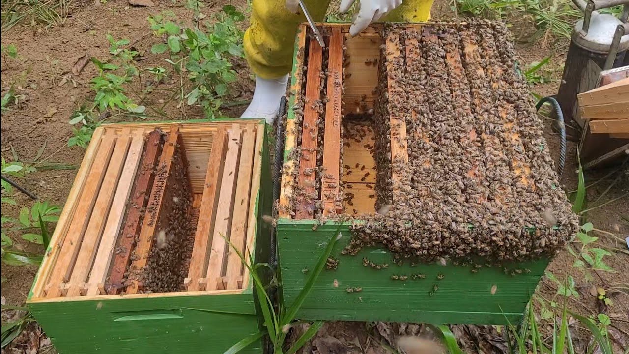 MULTIPLICAÇÃO  de ENXAME/ VOCÊ NÃO PODE PERDER ESSE VÍDEO 🐝🍯