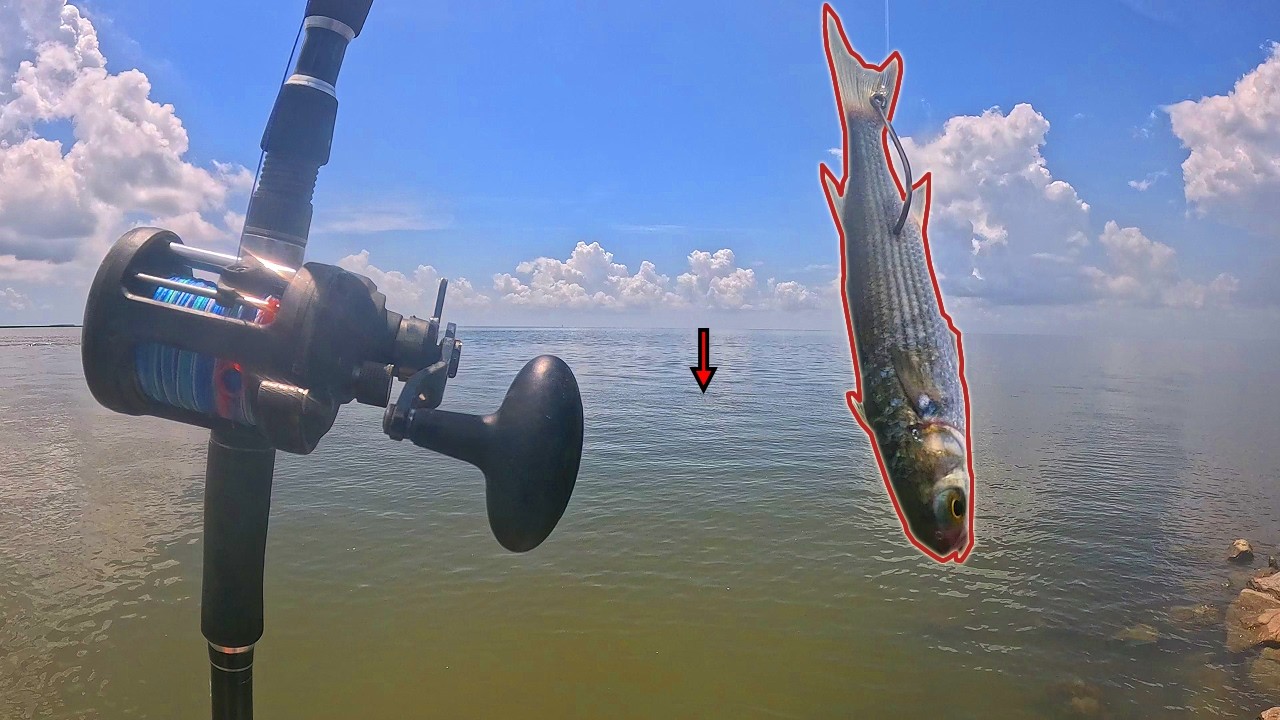 Dropping LIVE MULLET In DEEP Water! (nonstop action)