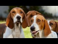 AMERICAN FOXHOUND - appearance, barking, playing, hunting の動画、YouTube動画。