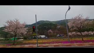 Cherry Blossom Bus Ride #2 Korea 🌸 | Miles of Spring Beauty on the Road screenshot 4