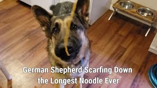 German Shepherd Scarfing Down the Longest Noodle Ever