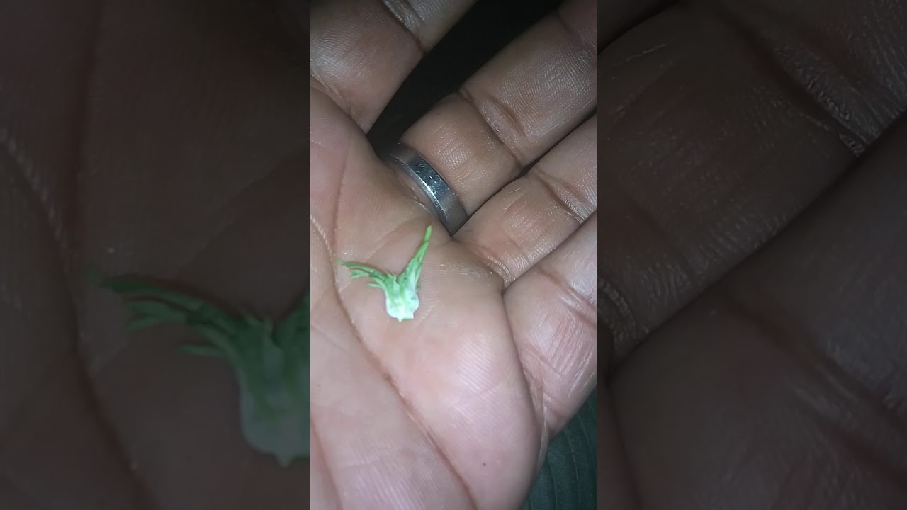 21& Over Only.  Topping my Sweet Tooth Auto Flower.