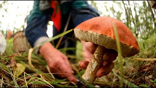 Почему нельзя есть грибы? Почему грибы вредная еда? Вчем опасность грибов? Аннада
