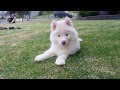 White husky puppy  so fluffy so cute