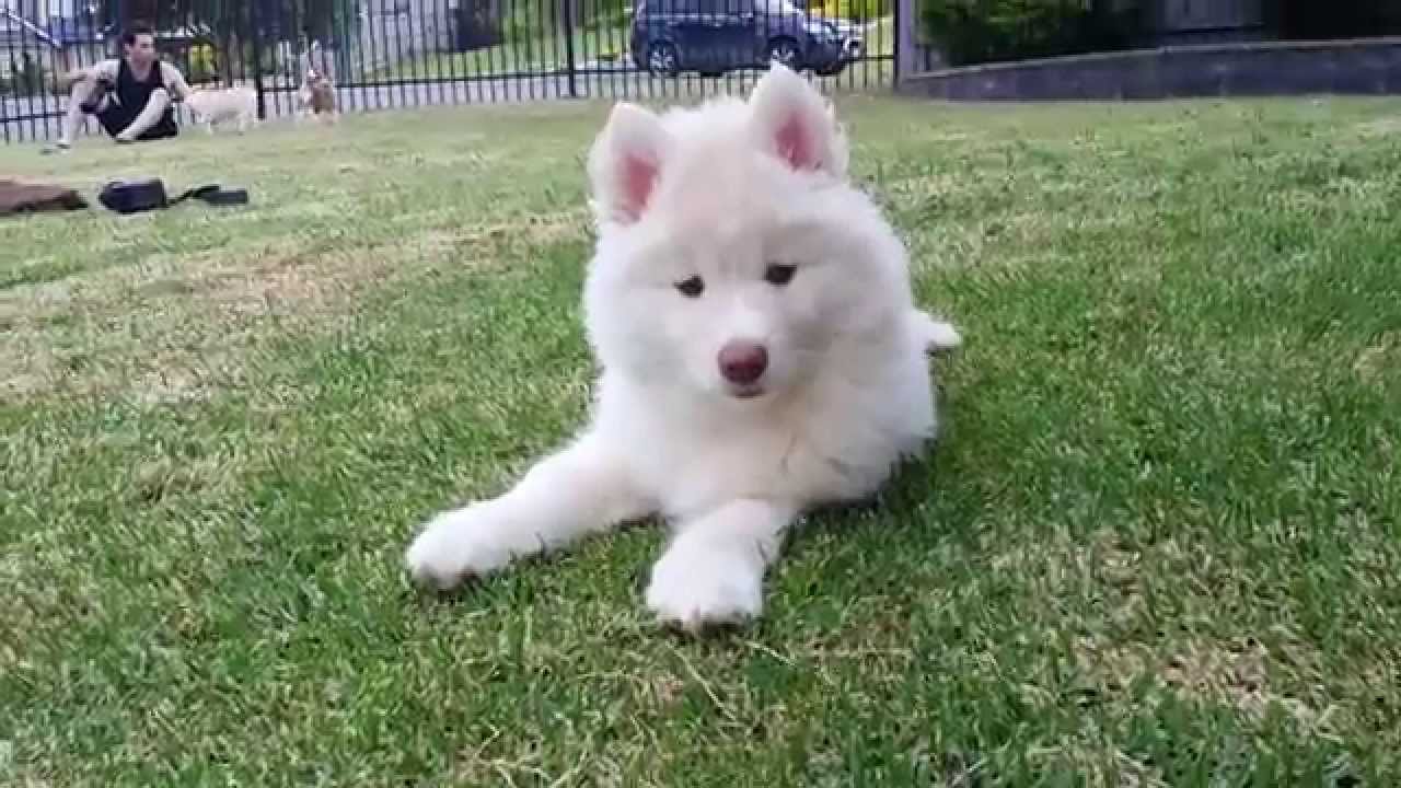white fluffy husky dog