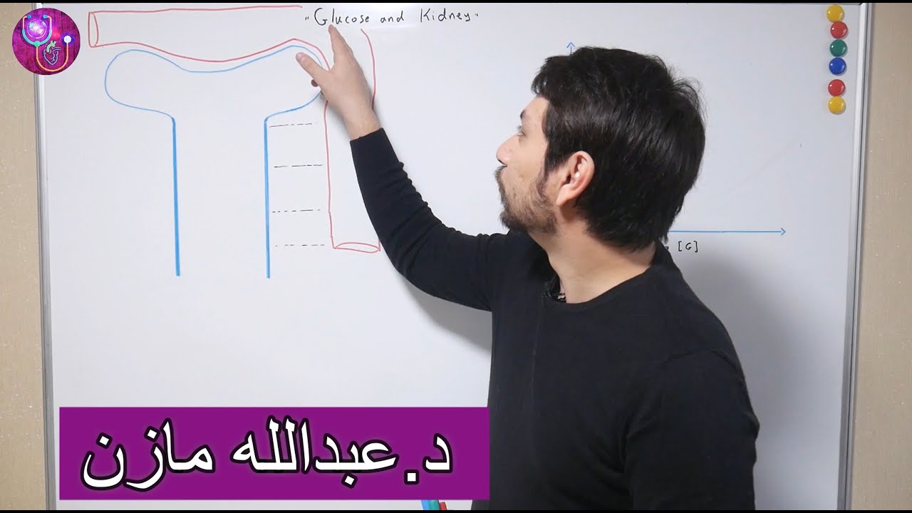 كيف يتم تصفية وامتصاص السكر في الكلية ؟ في الطبيعي ومرض السكري