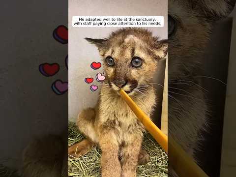 Kind-hearted people rescued an injured puma cub hiding in a tree #shorts