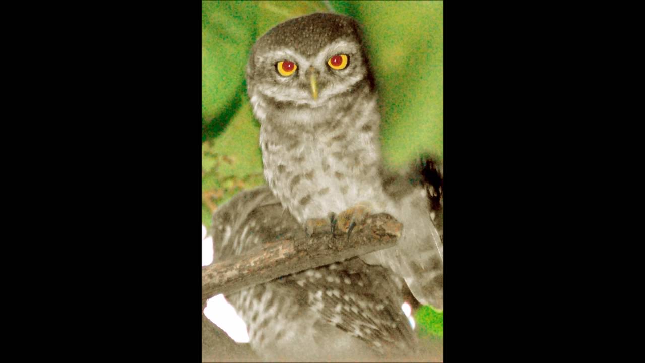 Spotted Owlet   Calls
