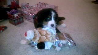 Bernese Mt. Dog Puppy Opening Christmas Present by BernerTube 2,265 views 8 years ago 2 minutes, 45 seconds