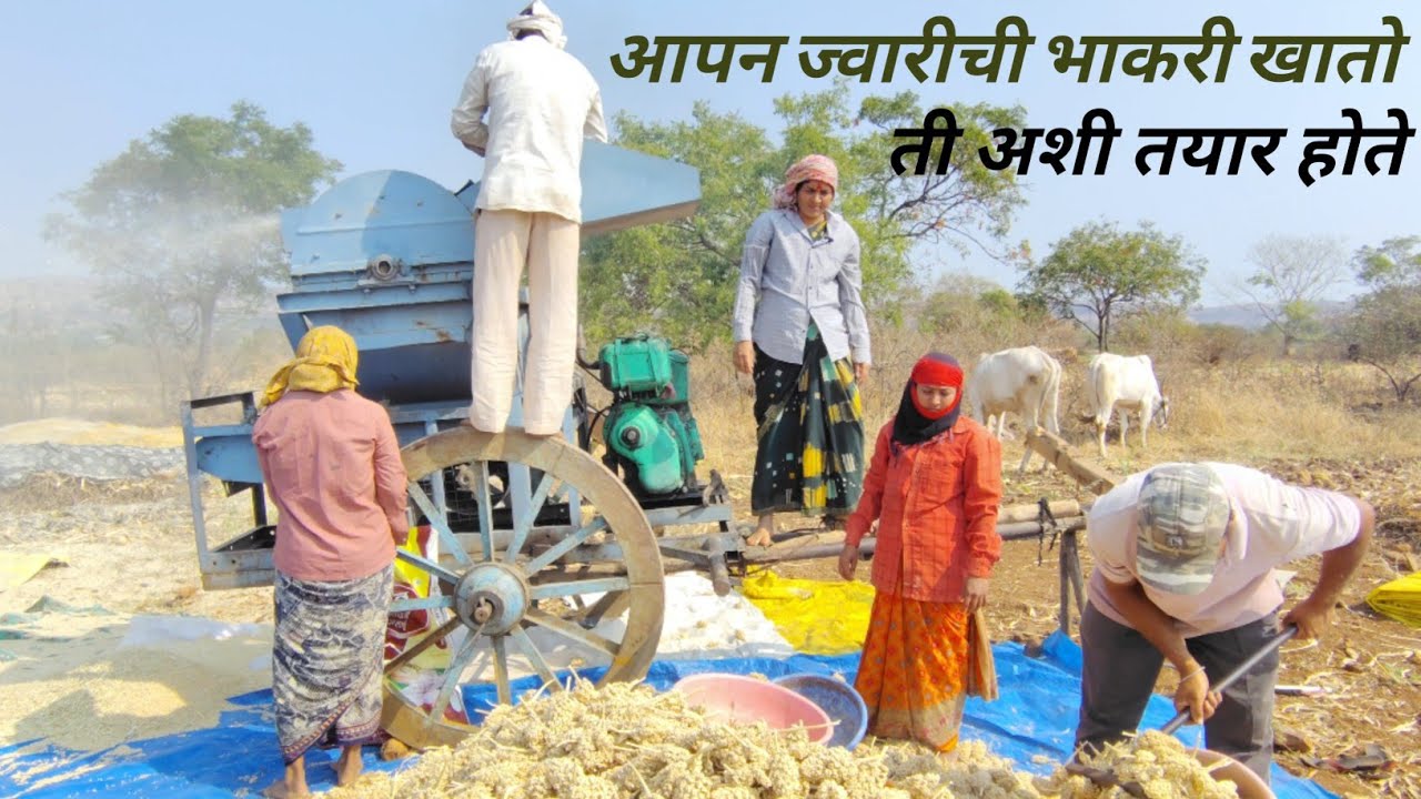 अशा पद्धतीने ज्वारी मळणी करायची असते पहिल्यांदा पूजा करून नारळ फोडून सुरुवात करायची 🙏