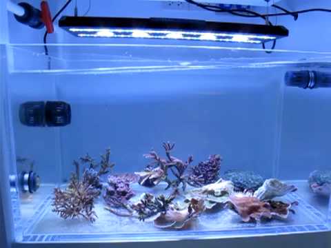 wave motion in frag tank wave motion in frag tank