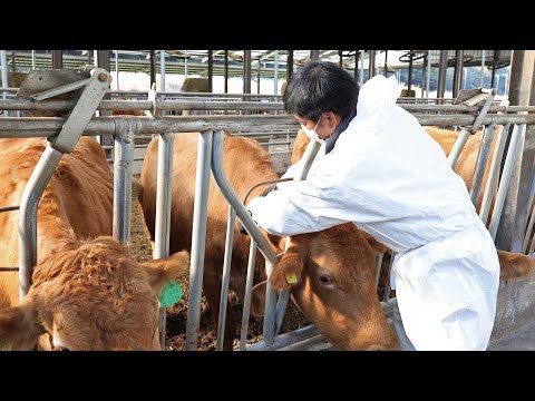 럼피스킨 확진 농가 누적 87곳…백신 접종률 99% / 연합뉴스TV (YonhapnewsTV)