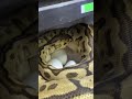 One of our Ball Pythons finally laid her eggs!