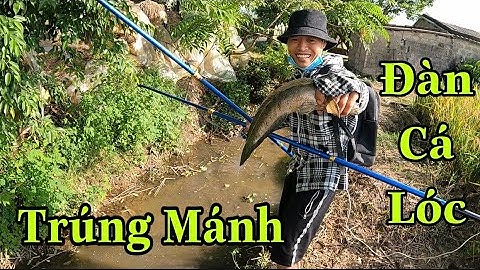 Kích Cá Kênh Mương Mới Dọn Cỏ Toàn Cá Lóc Khủng | Trường TL