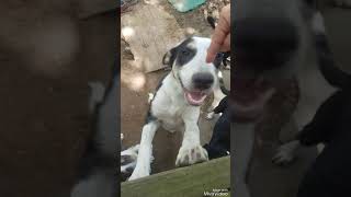 Helping Paws in Chambers County