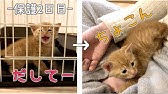初日 子猫がケージで鳴きまくる Kitten In A Cage Youtube 初日 子猫がケージで鳴きまくる Kitten In A Cage Youtube
