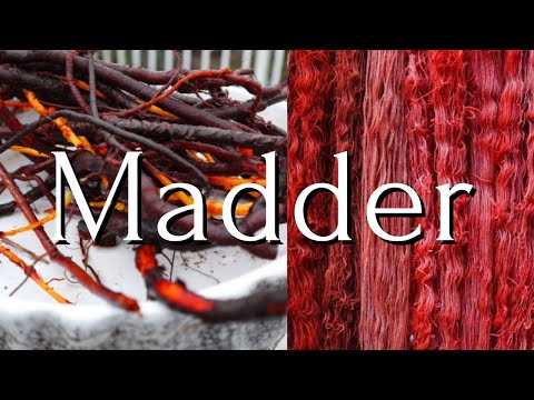 Video: Growing Madder For Dye - Wat Is Madder Groeitoestande