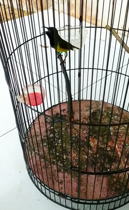 SOGOK ONTONG MATERI PLECI SAMBUNG KENARI TEMBAK PANJANG VOLUME TOAK(COCOK BUAT MASTERAN)
