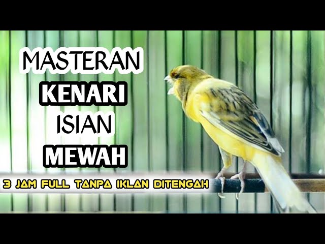 MASTERAN KENARI FULL ISIAN || 3 jam full tanpa jeda dan iklan di tengah class=