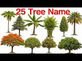 25 Tree Name English to Hindi | Tree Name for Kids Learning | पेड़ों के नाम | Famous Trees Name