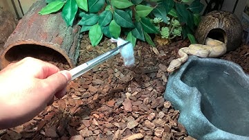 Banana Ball Python FEEDING