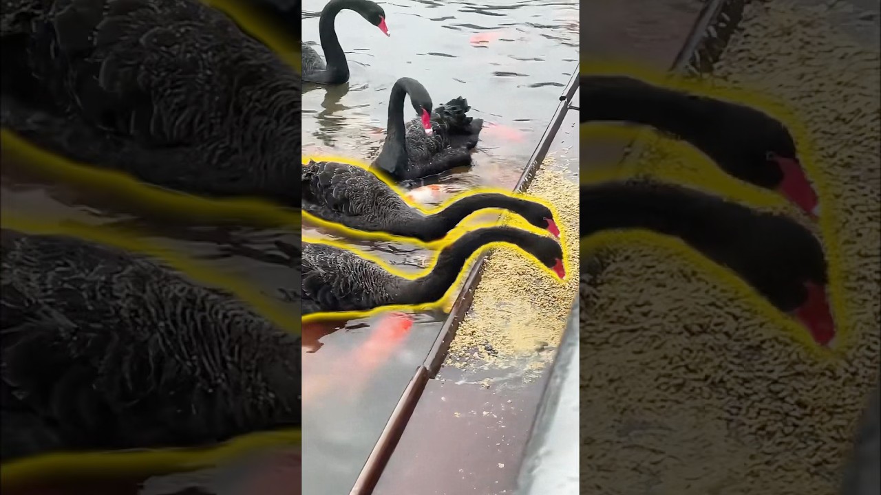 Правда об этой трогательной сцене с лебедем 