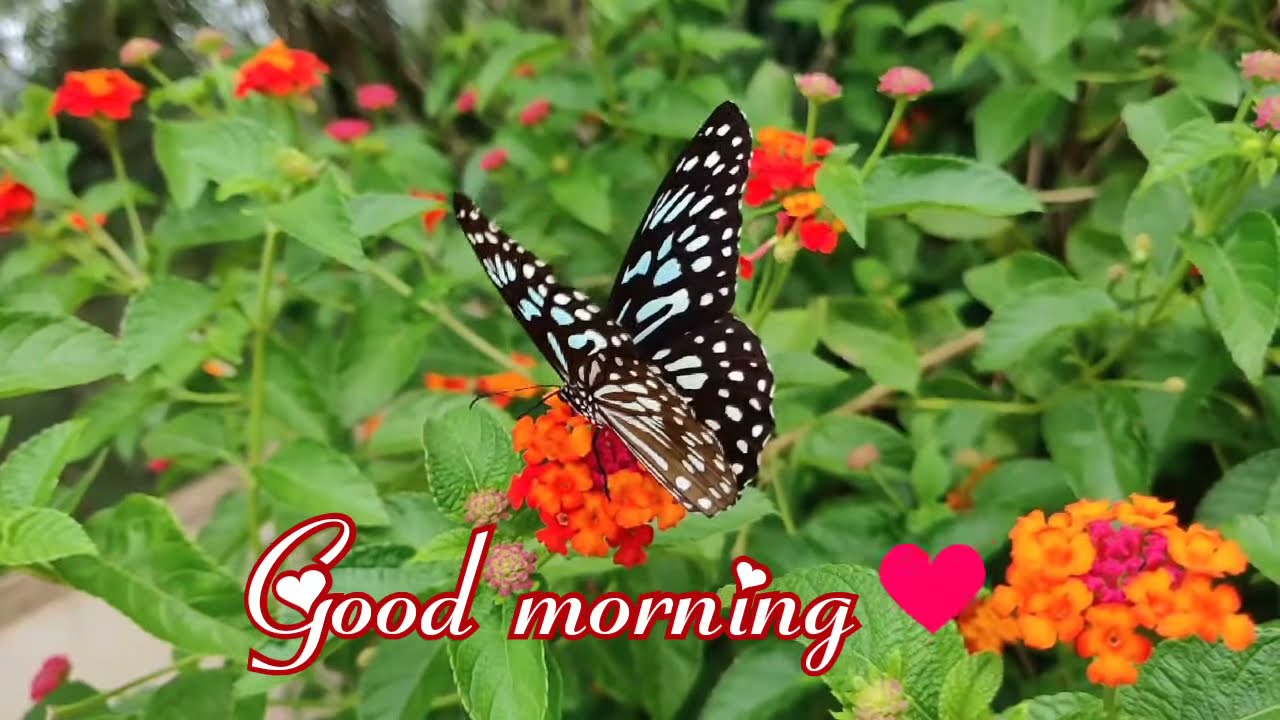 Beautiful Nature Good Morning Whatsapp Status Butterfly On Flowers Youtube