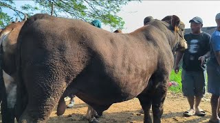 20 juta !! Pegon Calon Qurban Harga Murah !! Pasar Sapi Jatirogo 
