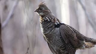 La Gélinotte Huppée - Jean-Simon Bégin