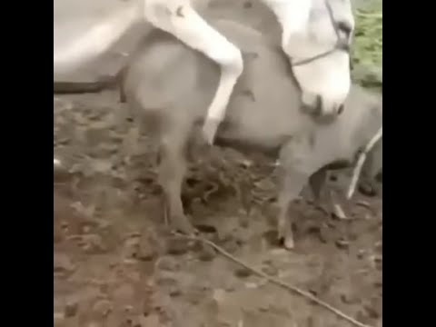 Horse Mating Video. Donkey Mating With Pig 🐖. Animal Mating Videos