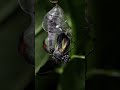 A Glasswing Butterfly is Born | Deep Look #Shorts