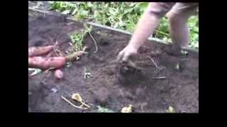 How to Harvest and Store Sweet Potatoes