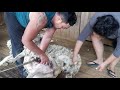 sheep shearing out Homewood sta shearX