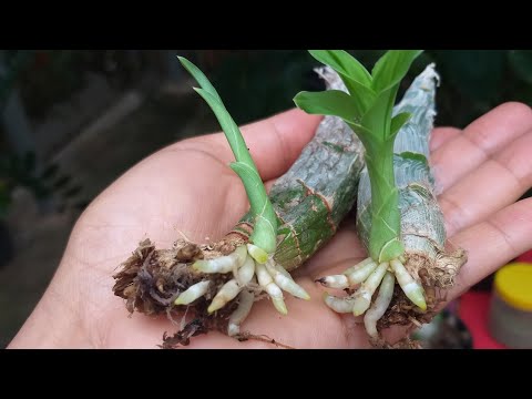 Vídeo: Propagação de pseudobulbos - Orquídeas com raízes de pseudobulbos