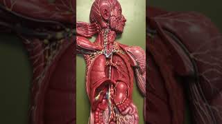 Lymphatic System Model 1. BIO211 Lab. (09:38)