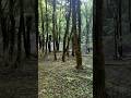 Ancient forest spot near Viškovo