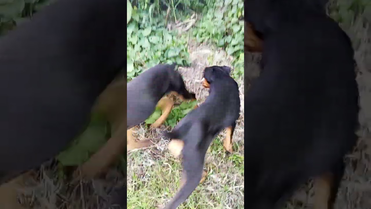 1-3 months Female Purebred Doberman Pinscher