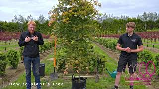 Easy Big Trees How To Plant A Tree