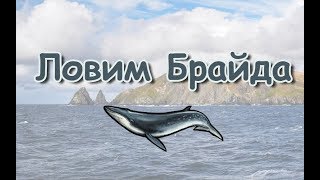 Русская Рыбалка 3.99 (Russian Fishing) Ловим Полосатика Брайда #1