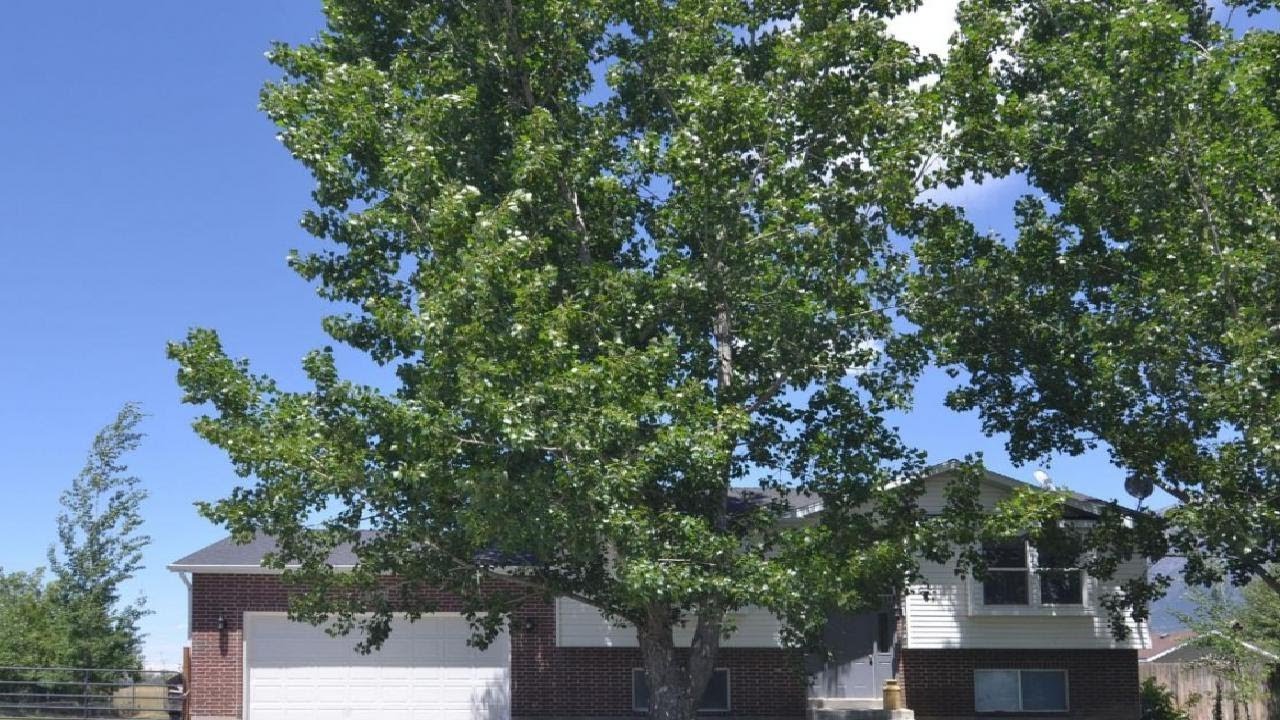 1012 W. 1650 N., Harrisville, UT Presented by Tommy Webber.