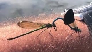 Famous Jeremy Clarkson Dragonfly Love ♥️ Profile
